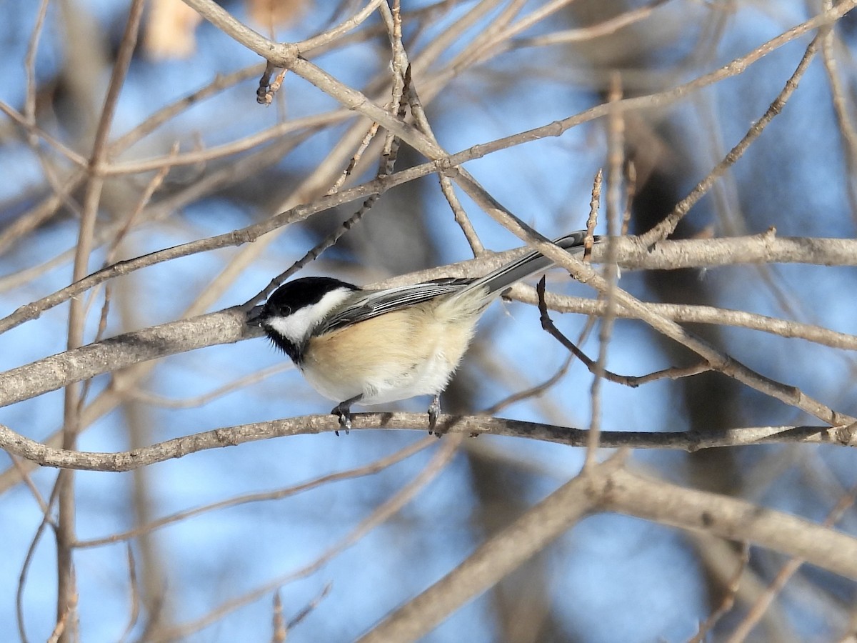 Schwarzkopfmeise - ML646374142