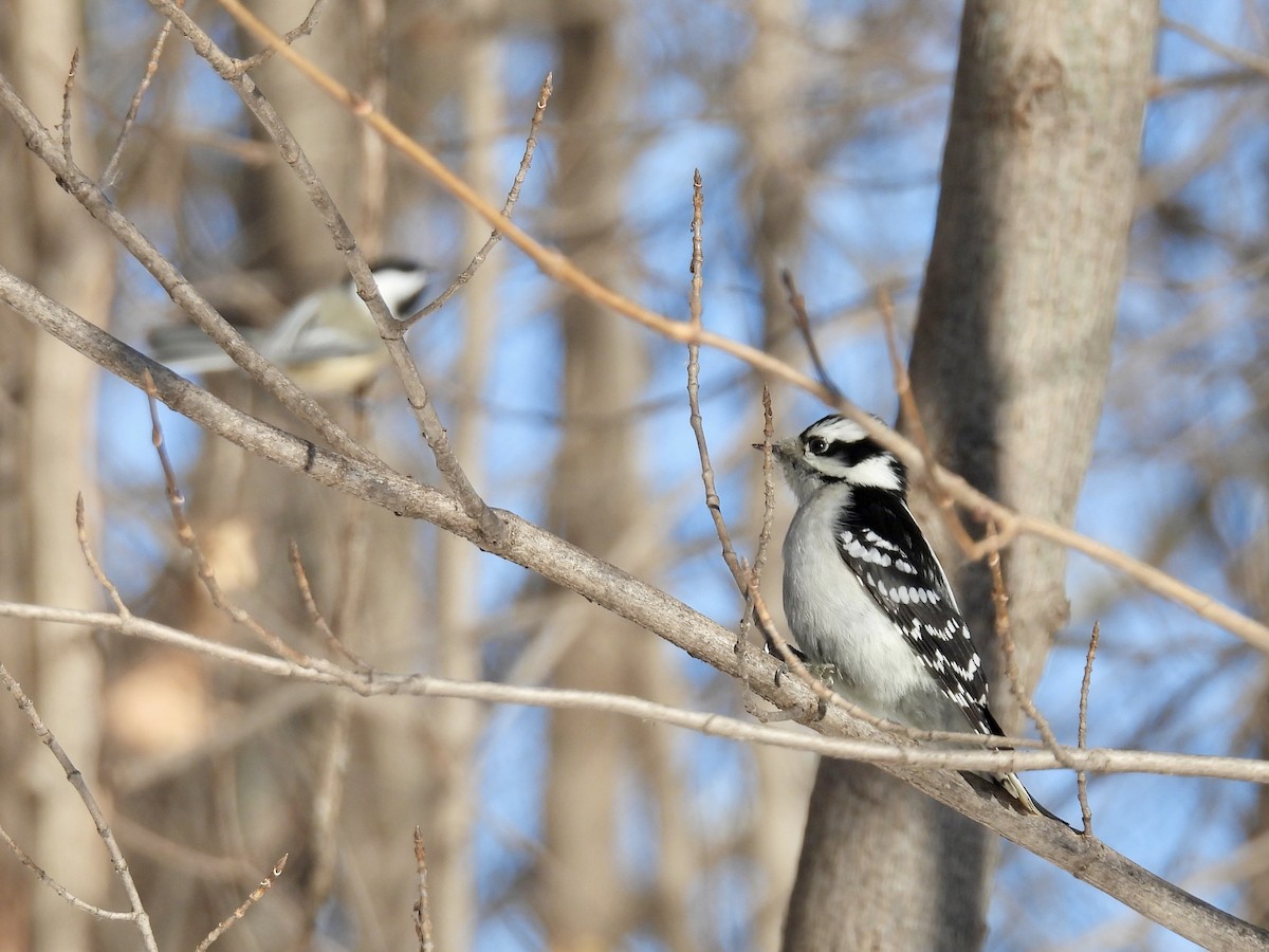 Dunenspecht - ML646374144