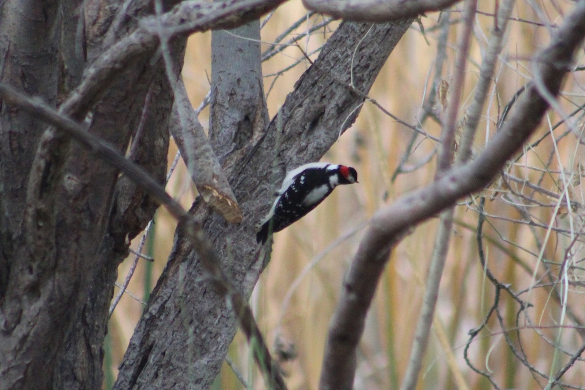 Downy Woodpecker - ML646374145