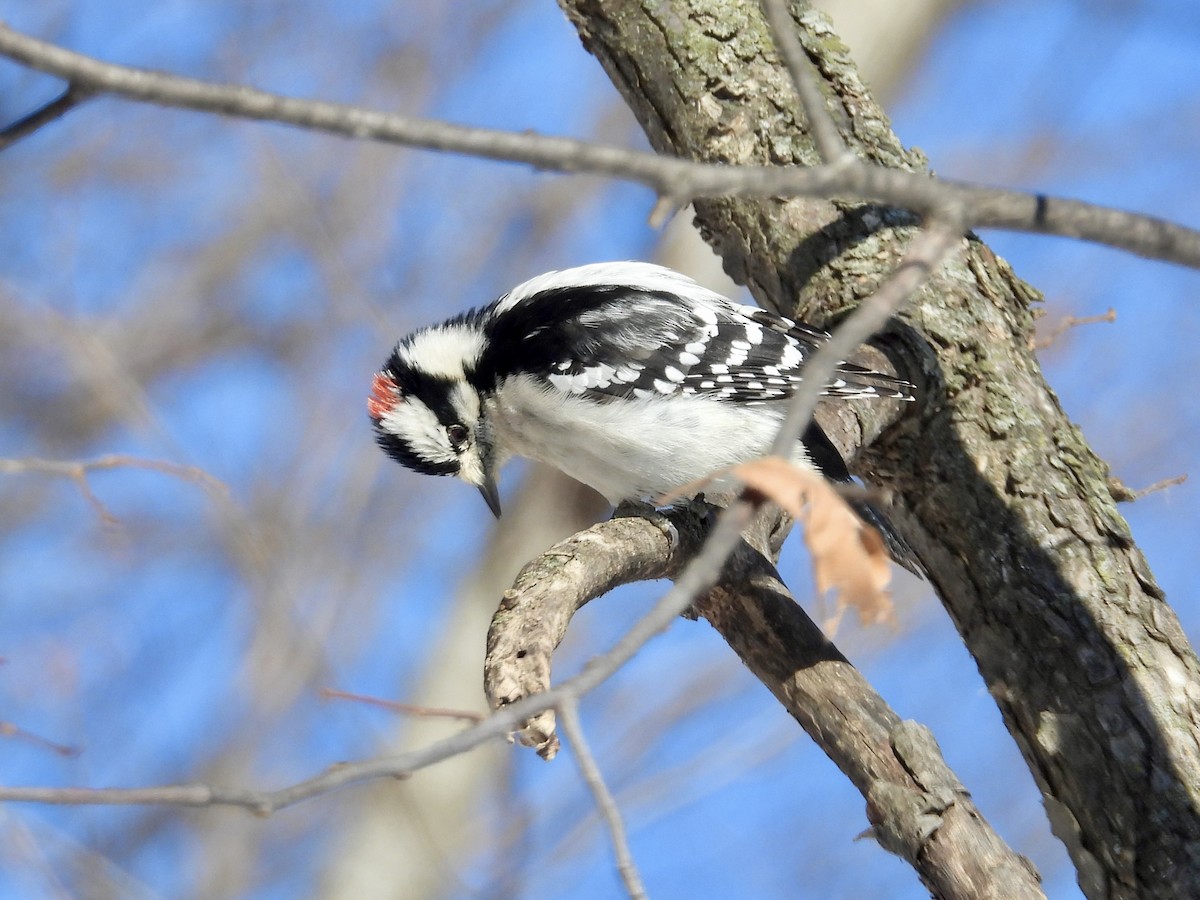 Dunenspecht - ML646374147