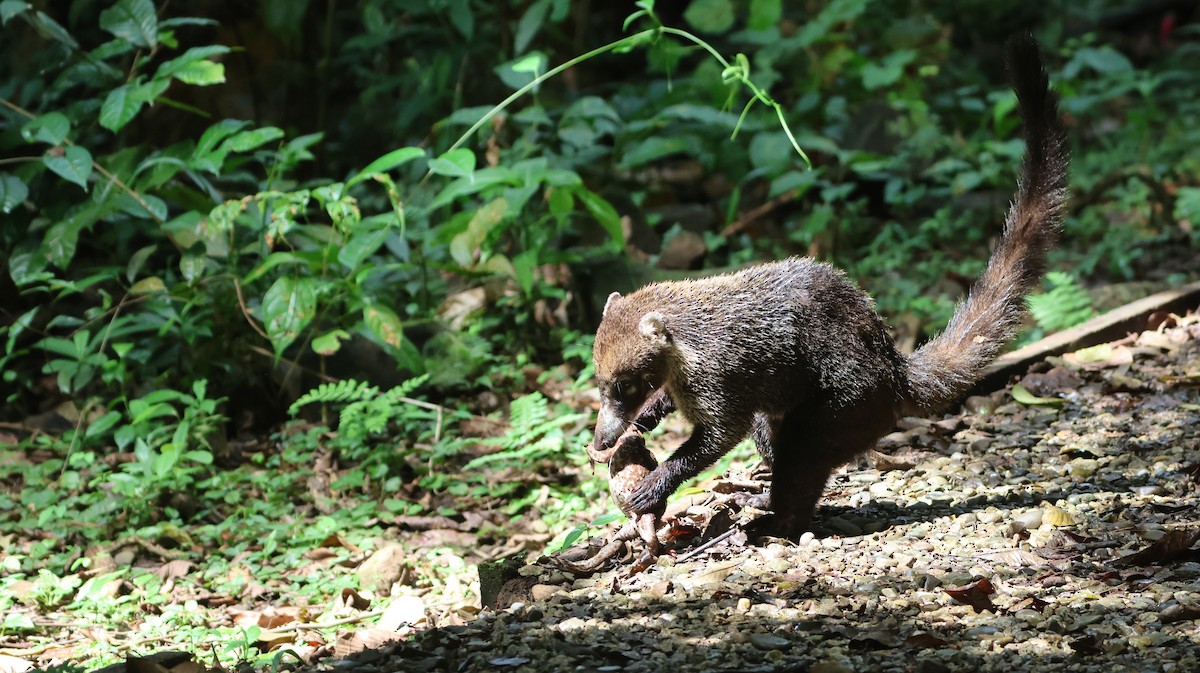 White-nosed Coati - ML646374148