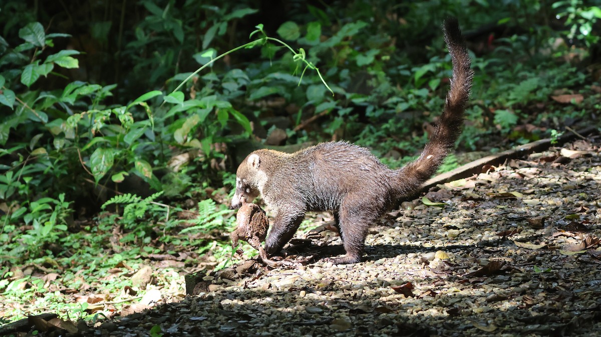 White-nosed Coati - ML646374149