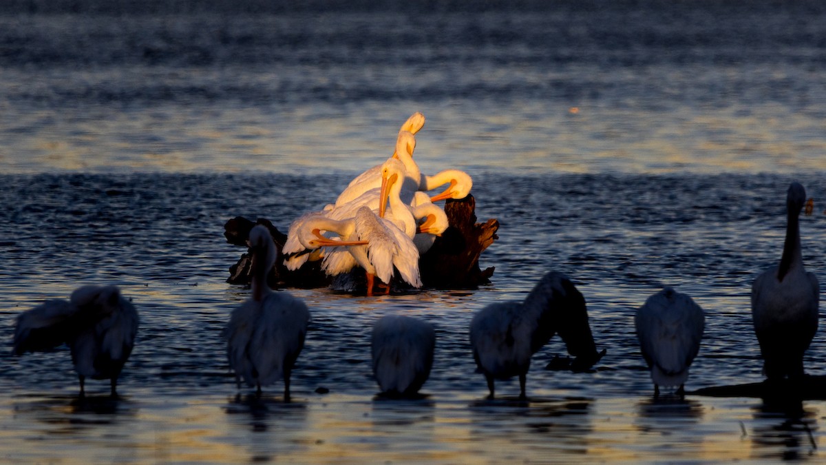 American White Pelican - ML646374151