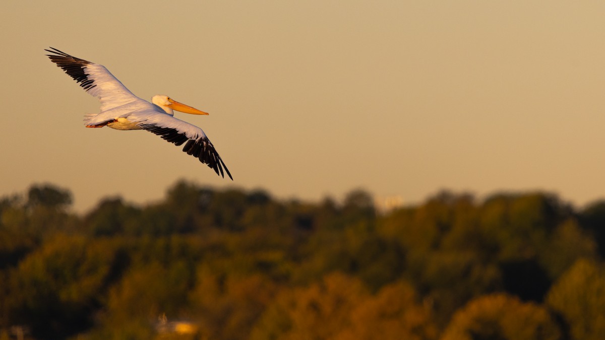 American White Pelican - ML646374152