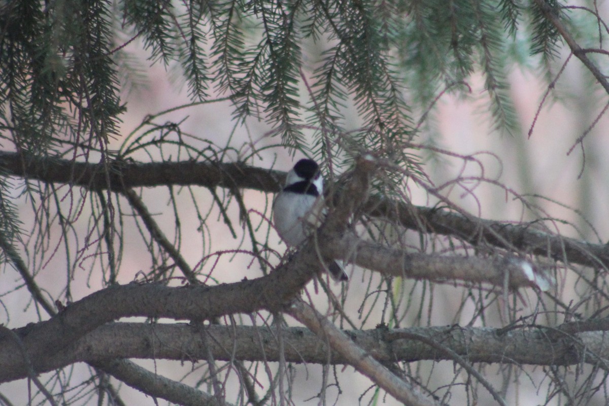 Black-capped Chickadee - ML646374153