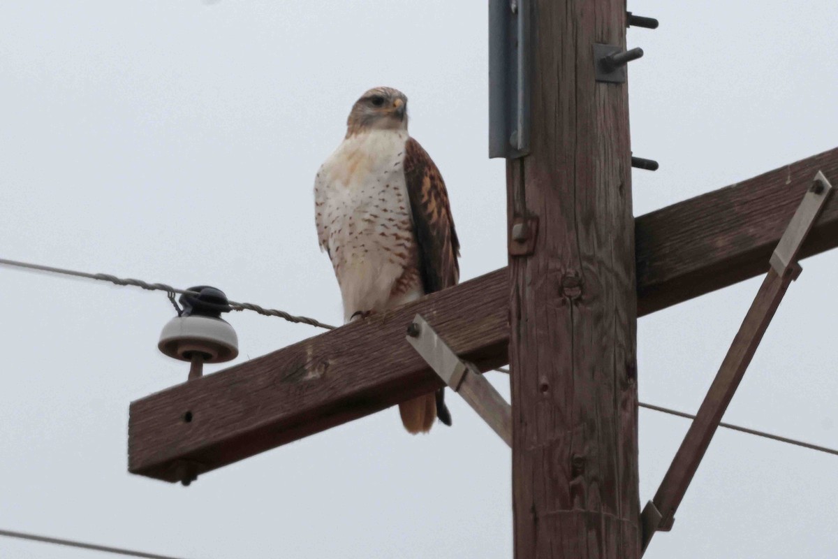 Ferruginous Hawk - ML646374154