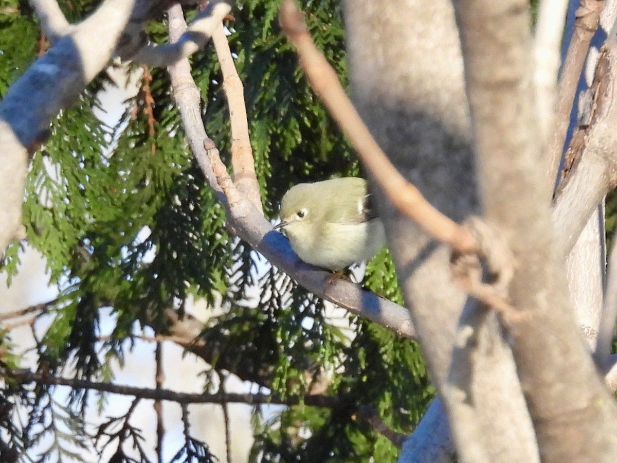 Rubingoldhähnchen - ML646374156