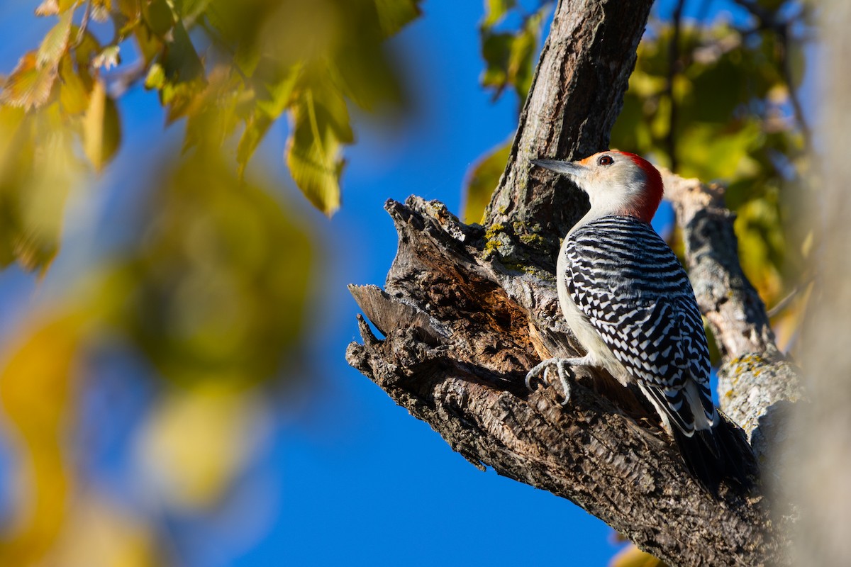 Red-bellied Woodpecker - ML646374157