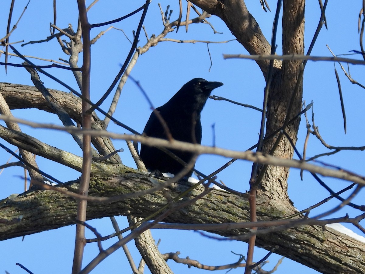 Amerikakrähe - ML646374158