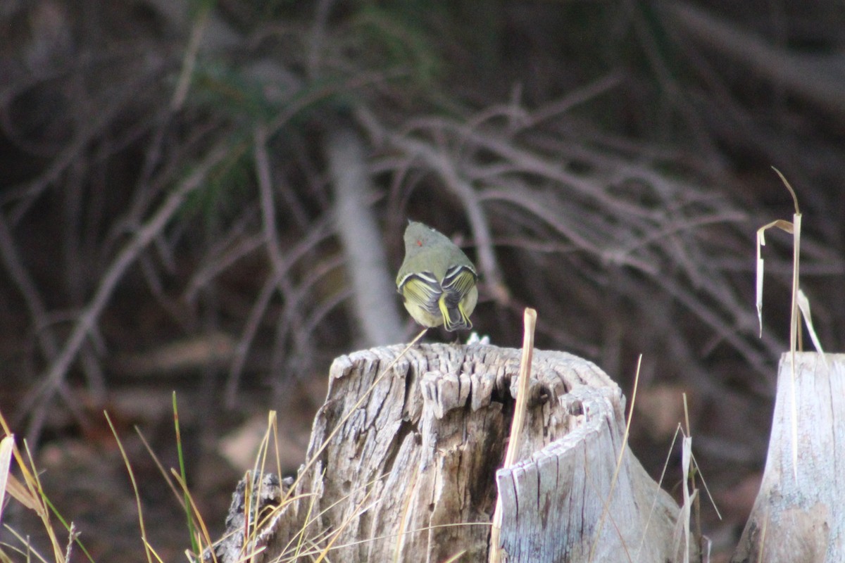 Ruby-crowned Kinglet - ML646374159