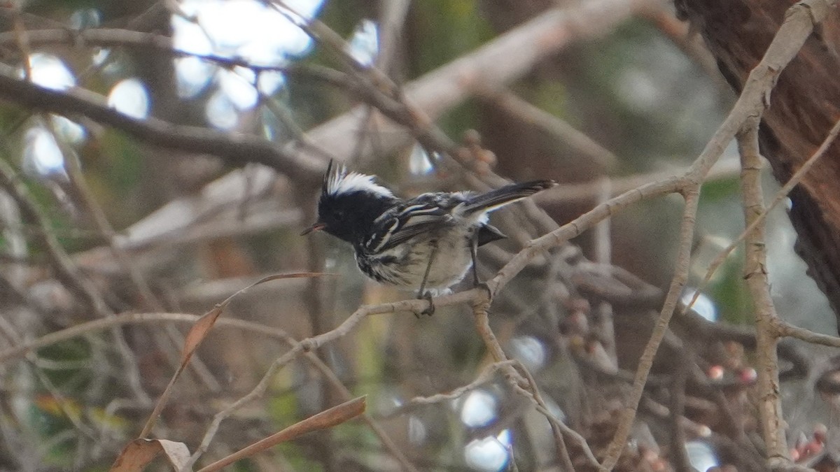 Pied-crested Tit-Tyrant - ML646374160