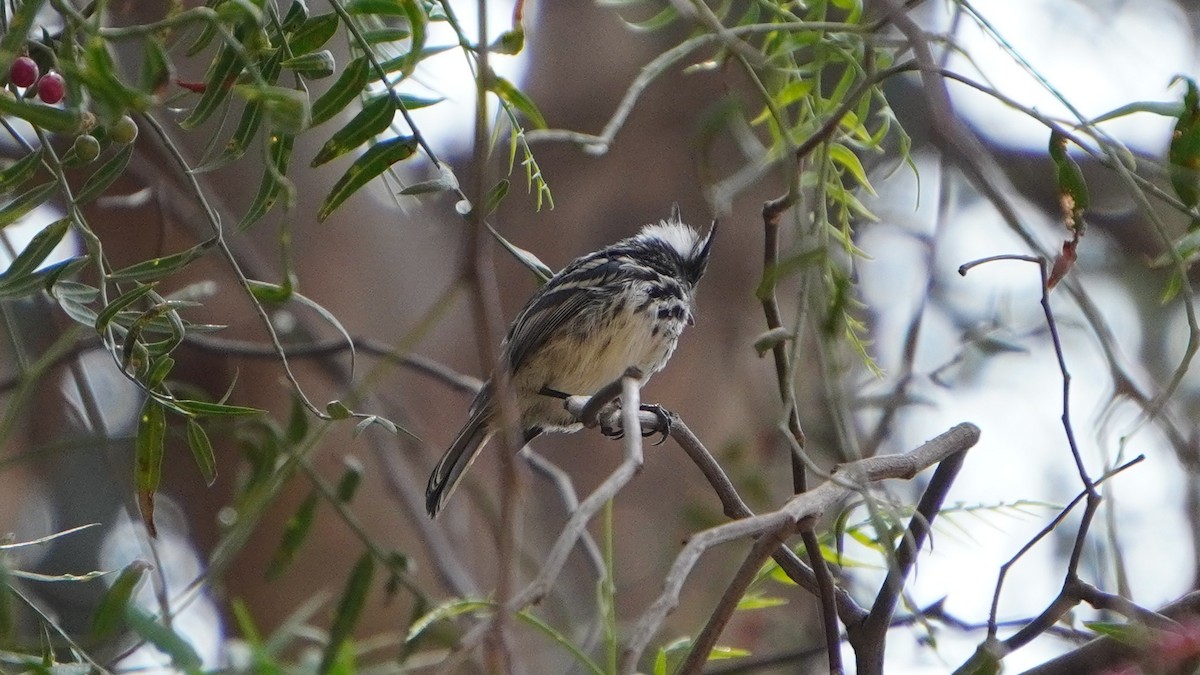 Pied-crested Tit-Tyrant - ML646374161