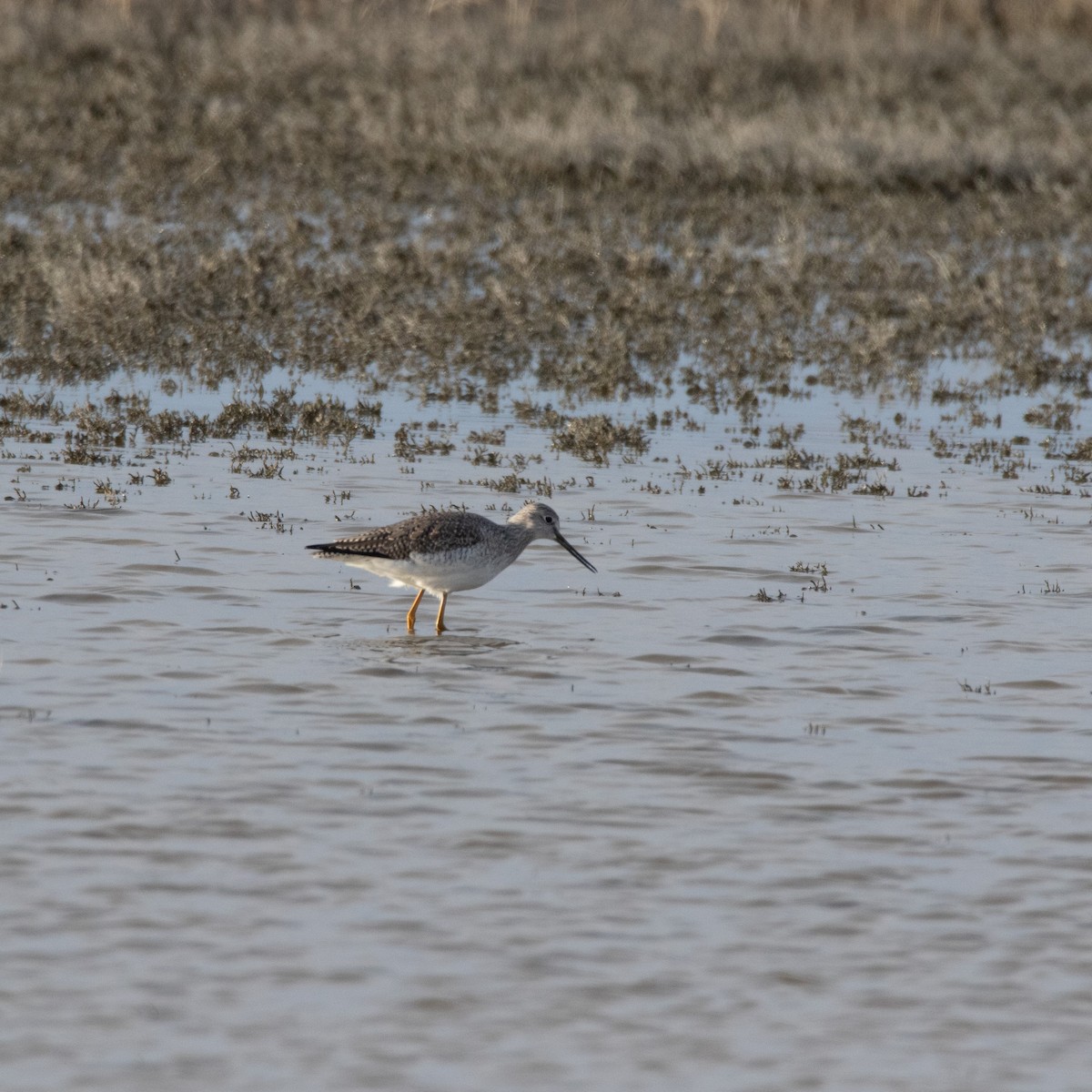 Greater Yellowlegs - ML646374163