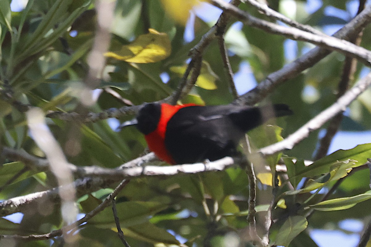 Red-collared Myzomela - ML646374164