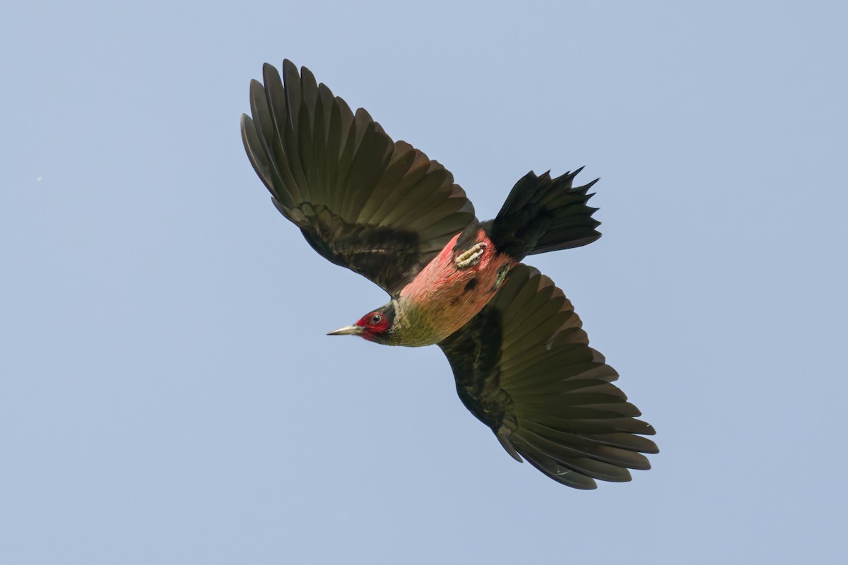 Lewis's Woodpecker - ML646374165