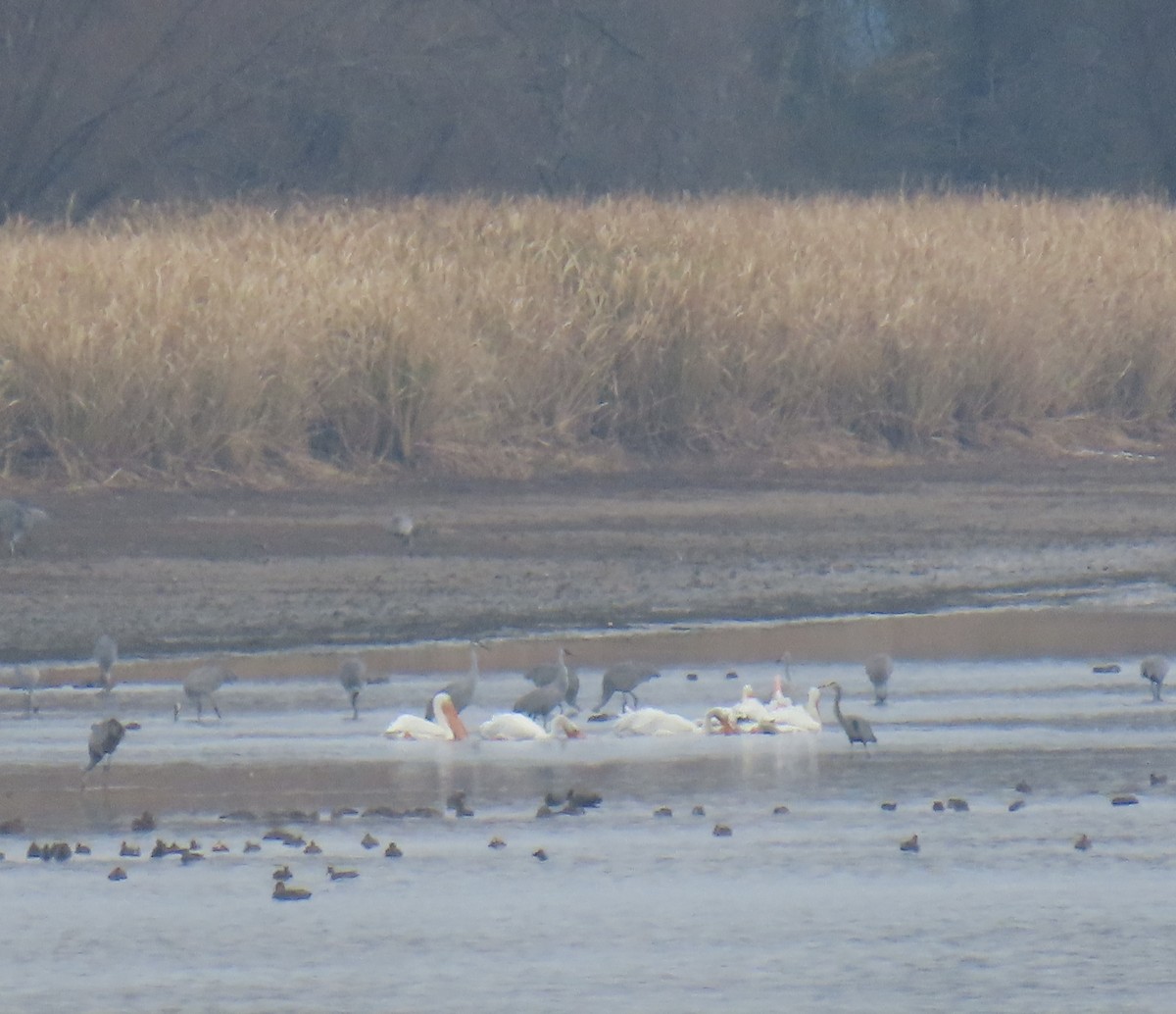American White Pelican - ML646374166