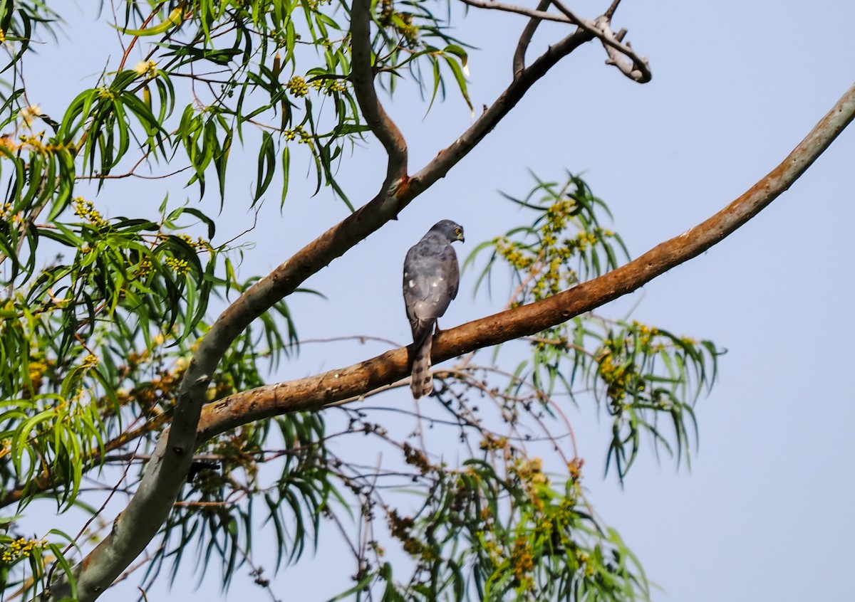 Shikra - ML646374167