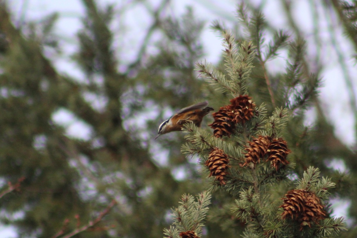 Red-breasted Nuthatch - ML646374168