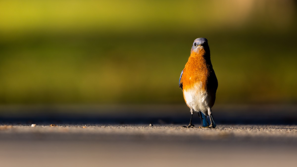 Eastern Bluebird - ML646374169