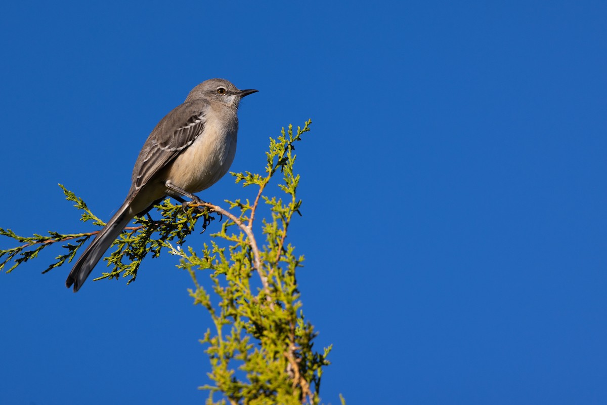 Пересмішник багатоголосий - ML646374170