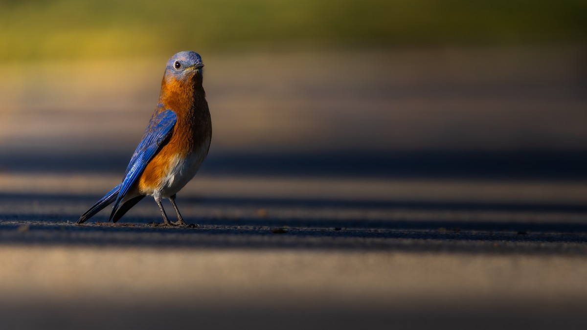 Eastern Bluebird - ML646374171