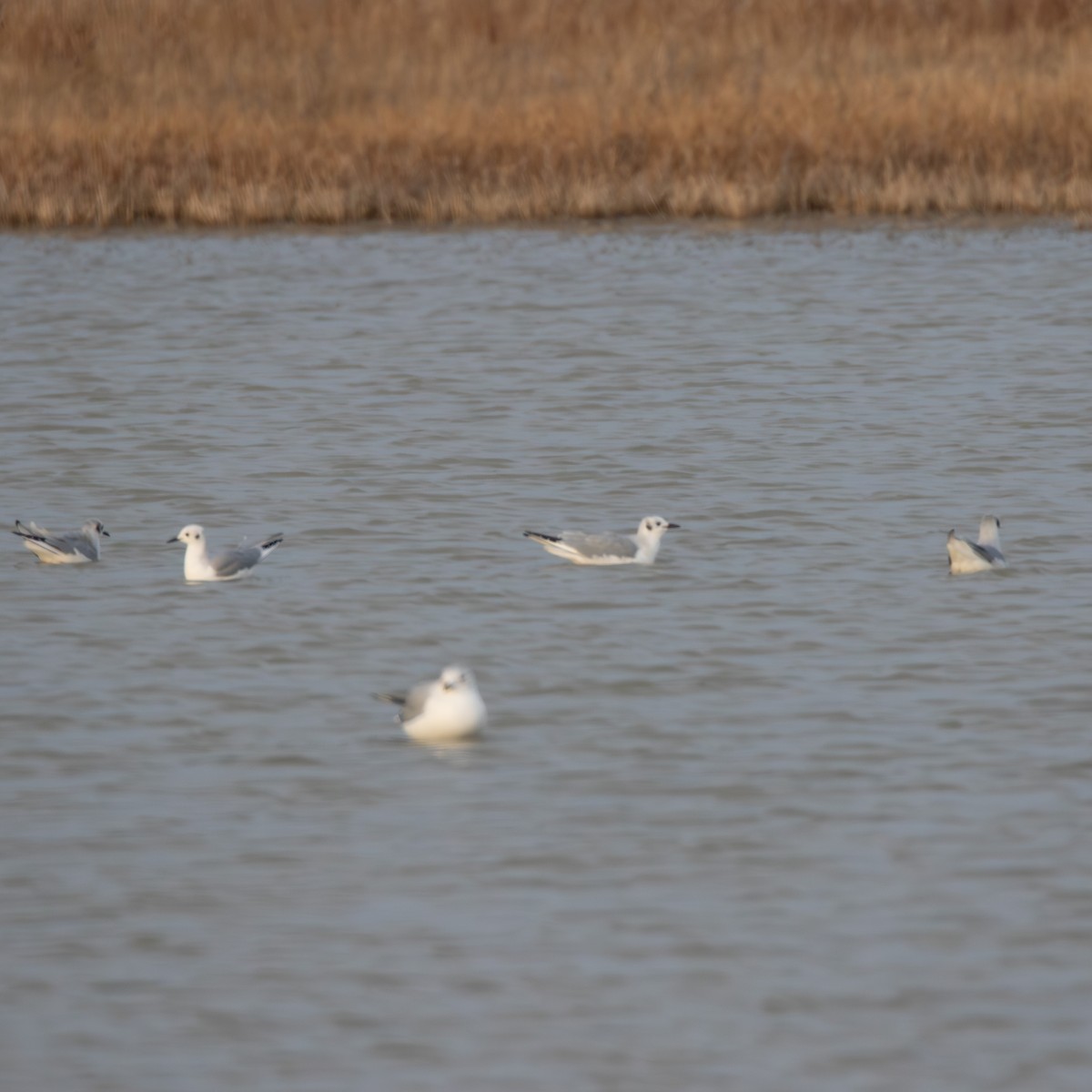 Bonaparte's Gull - ML646374172