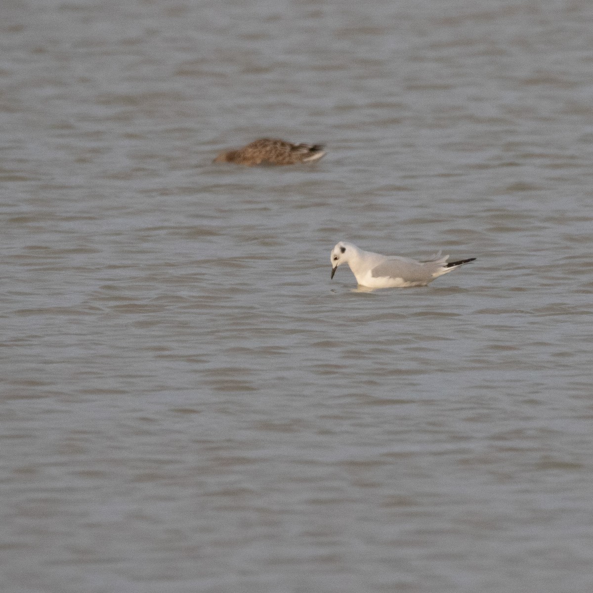 Gabbiano di Bonaparte - ML646374173