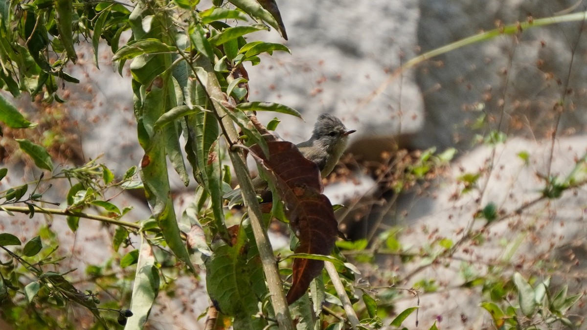 Southern Beardless-Tyrannulet - ML646374174