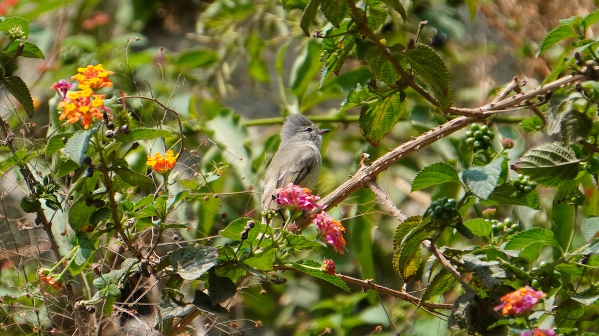 Southern Beardless-Tyrannulet - ML646374175