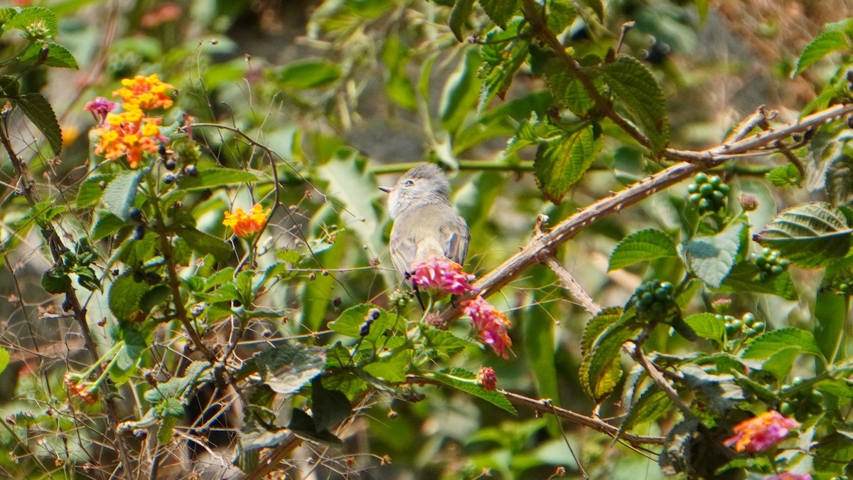 Southern Beardless-Tyrannulet - ML646374176