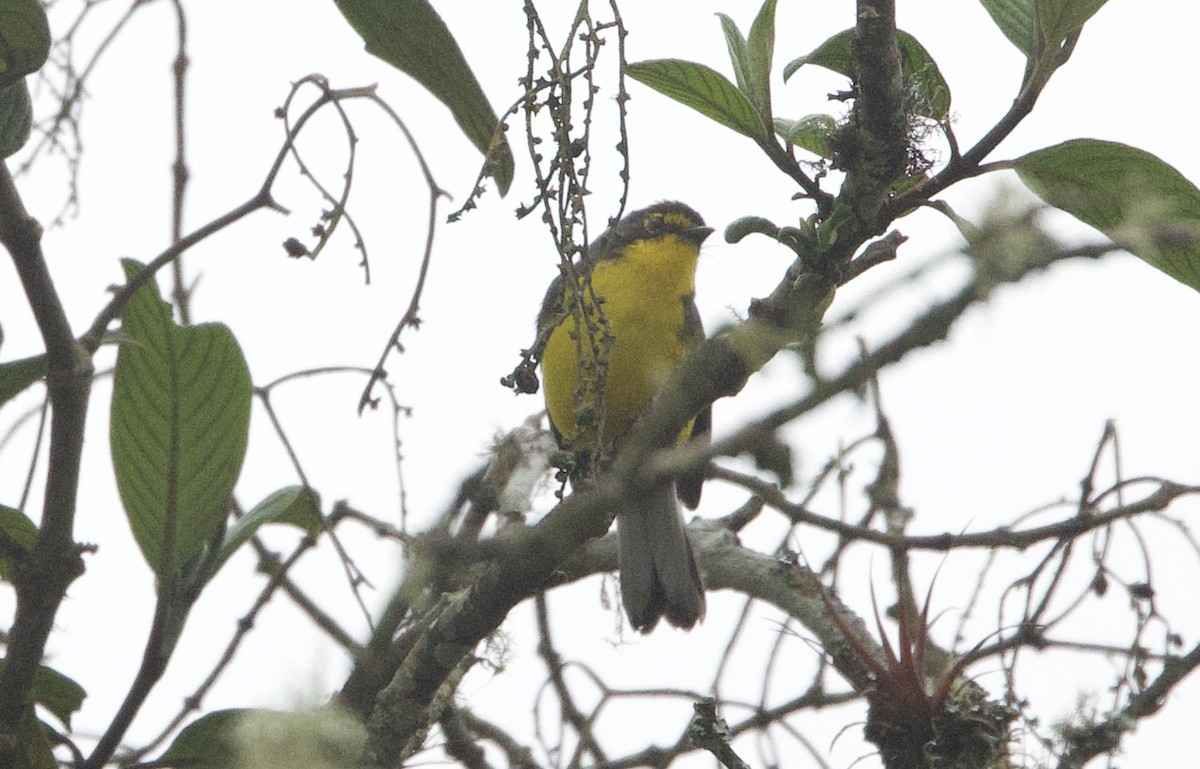 Spectacled Redstart - ML646374178