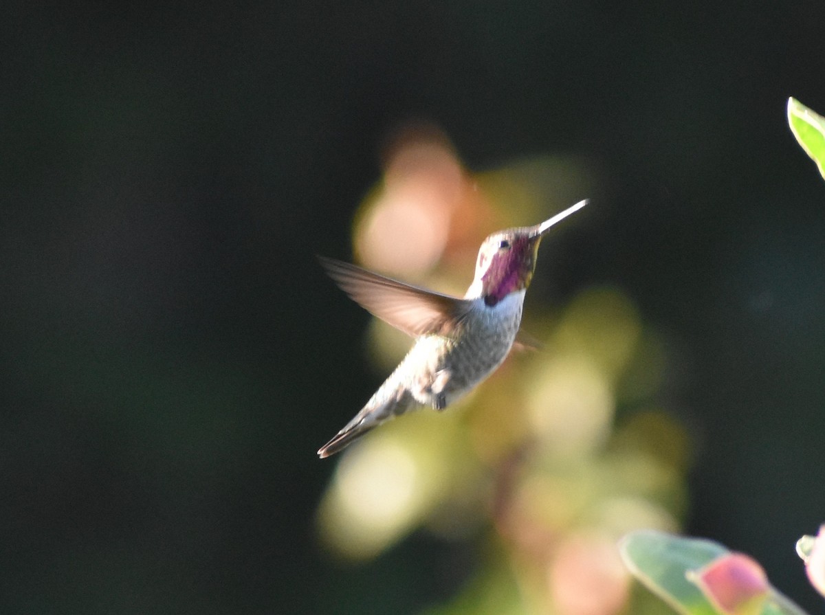 kalypta růžovohlavá - ML646374179