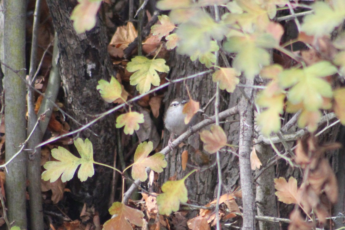Bewick's Wren - ML646374181