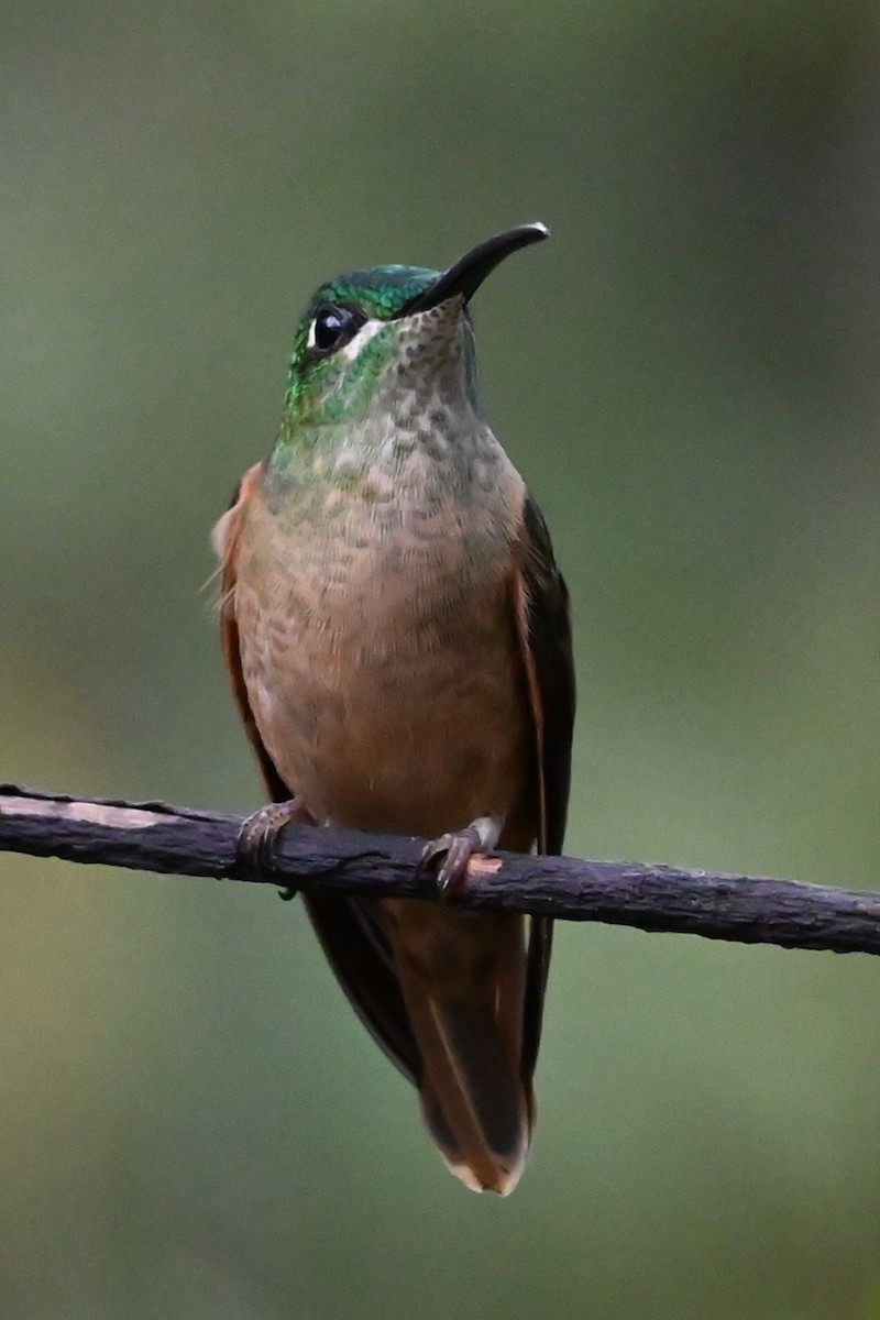 Fawn-breasted Brilliant - ML646374185