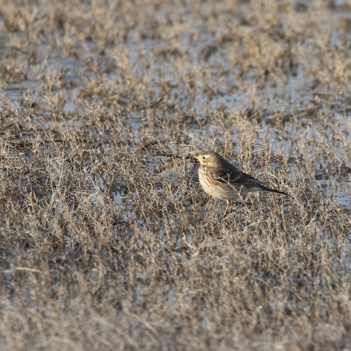 Spioncello del Pacifico - ML646374186