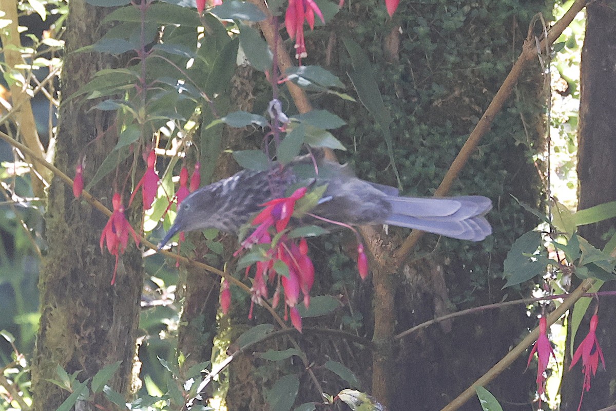 Gray-streaked Honeyeater - ML646374188