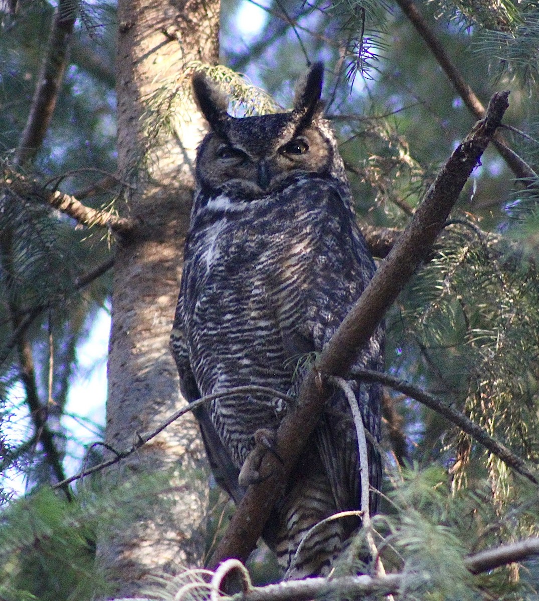 Пугач віргінський - ML646374192