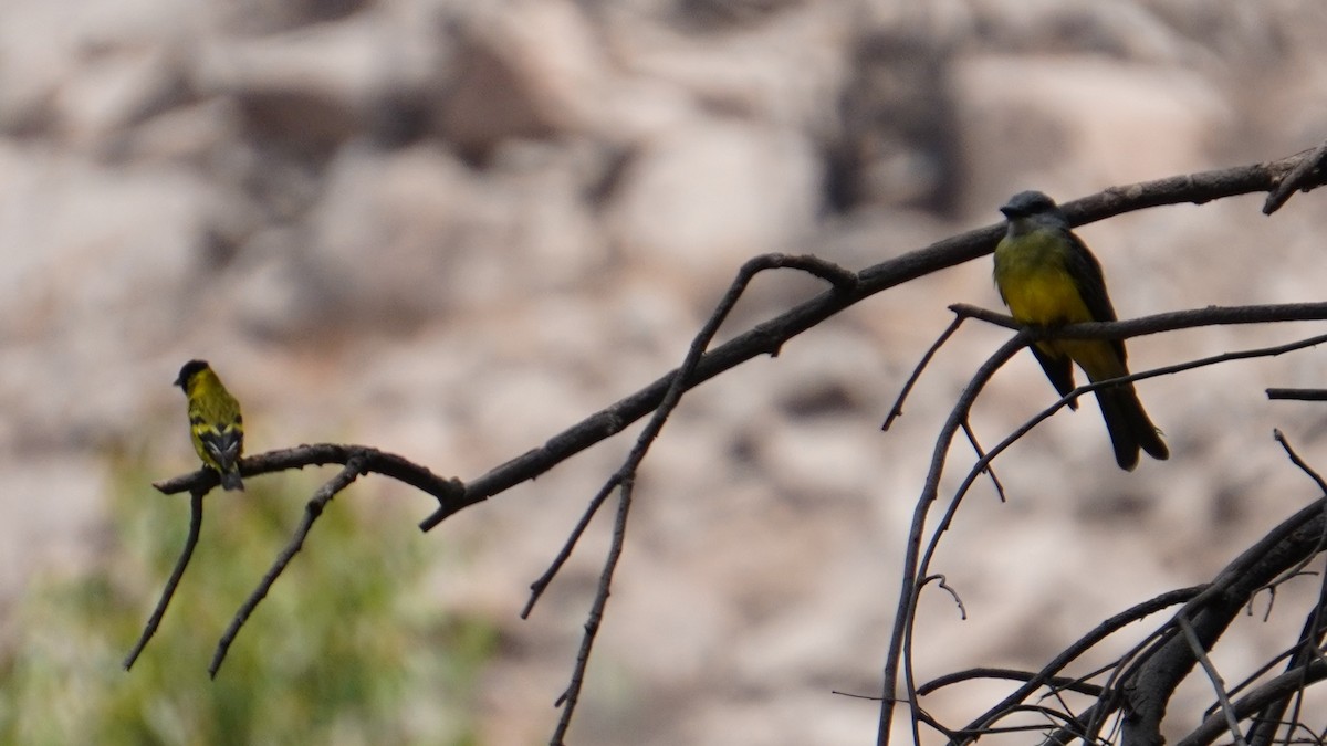 Tropical Kingbird - ML646374193