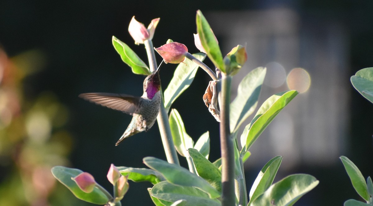 kalypta růžovohlavá - ML646374197