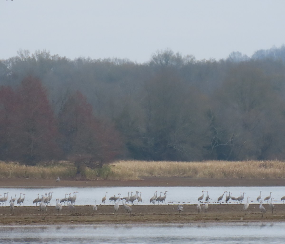 Sandhill Crane - ML646374198