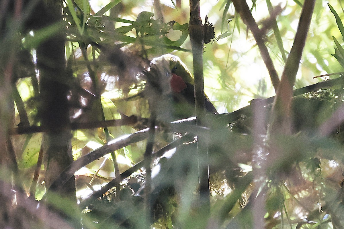 Wattled Ploughbill - ML646374201