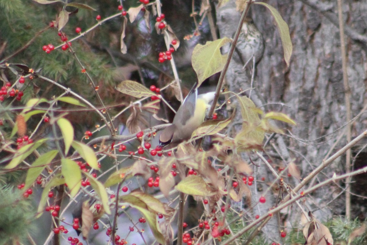 Cedar Waxwing - ML646374203