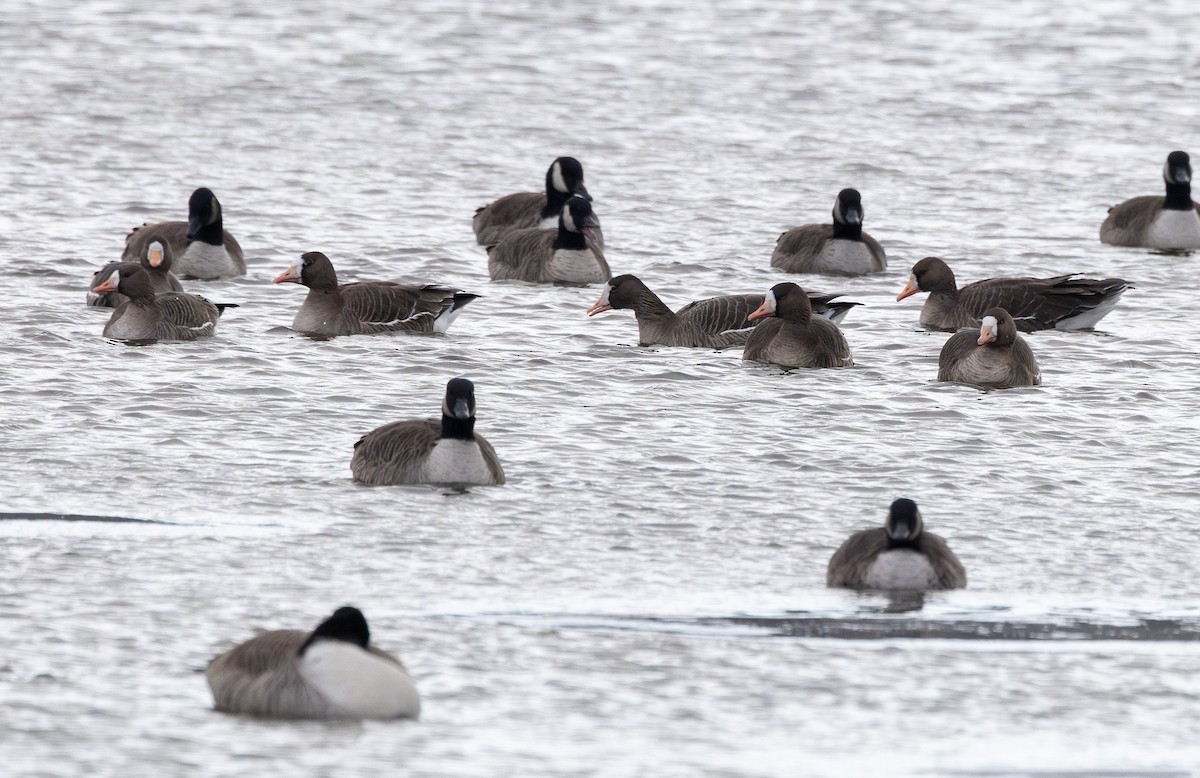 Ánsar Careto - ML646374204