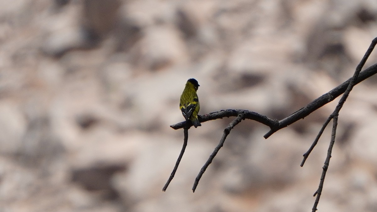 Hooded Siskin - ML646374206