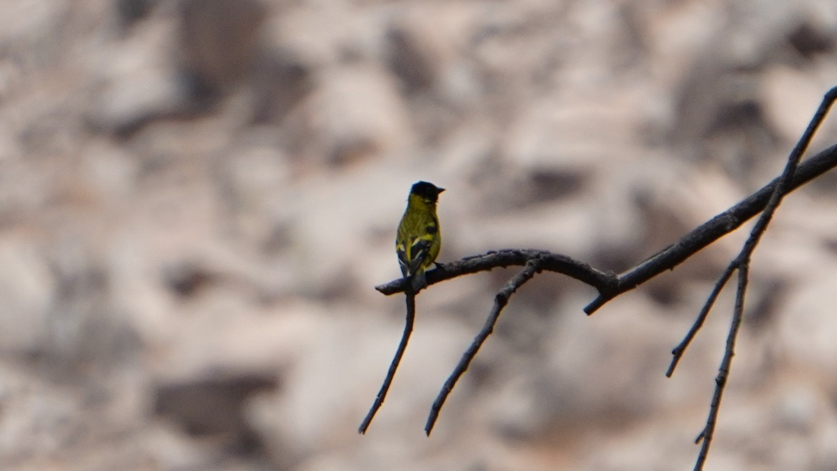 Hooded Siskin - ML646374207