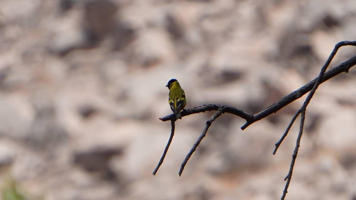 Hooded Siskin - ML646374208