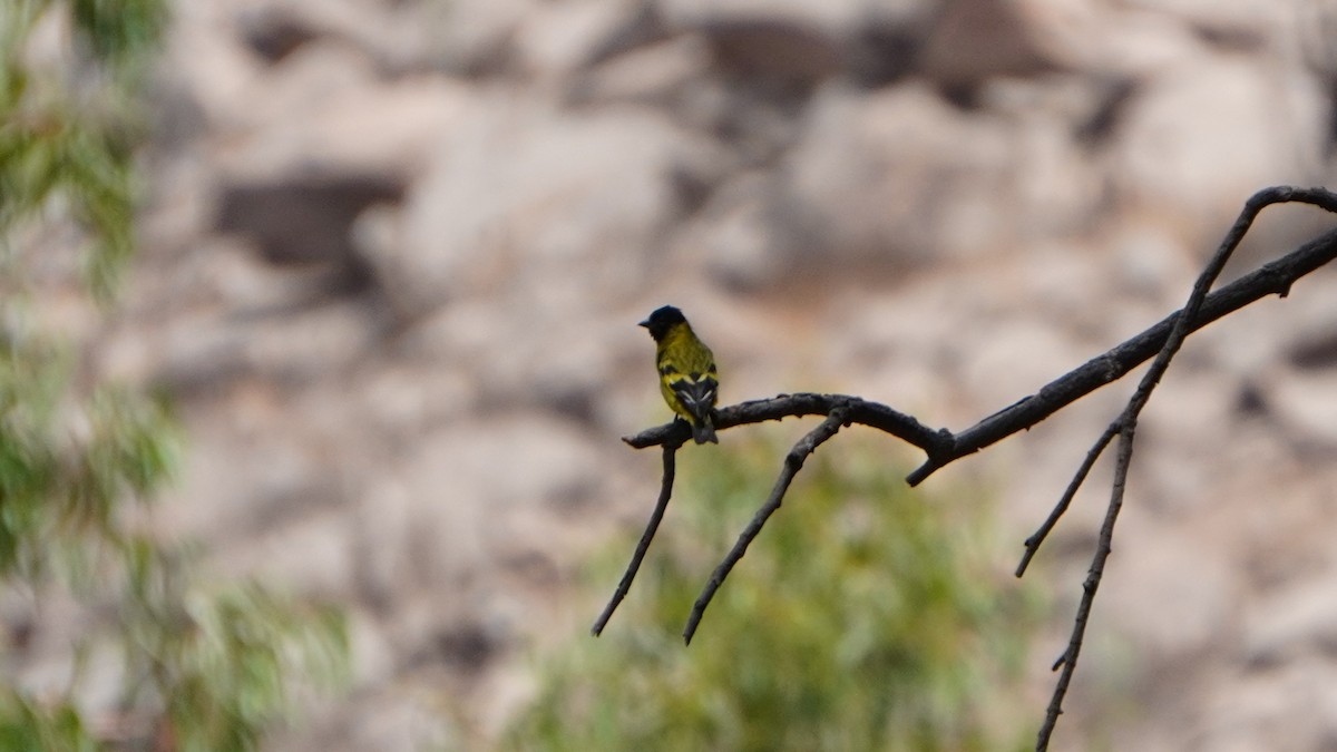 Hooded Siskin - ML646374209
