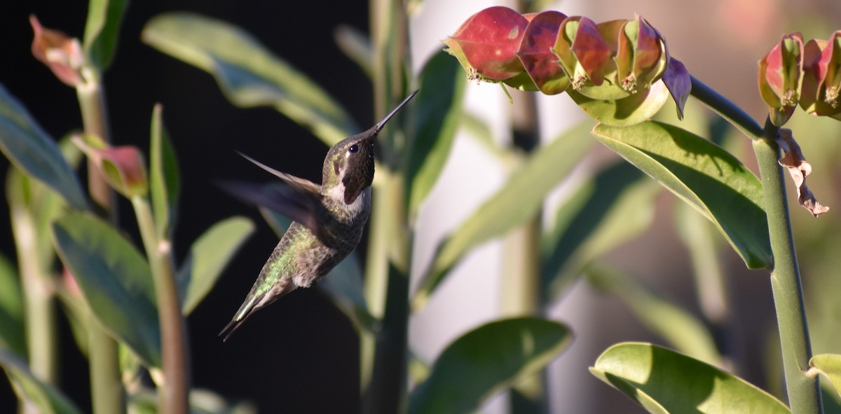 kalypta růžovohlavá - ML646374211