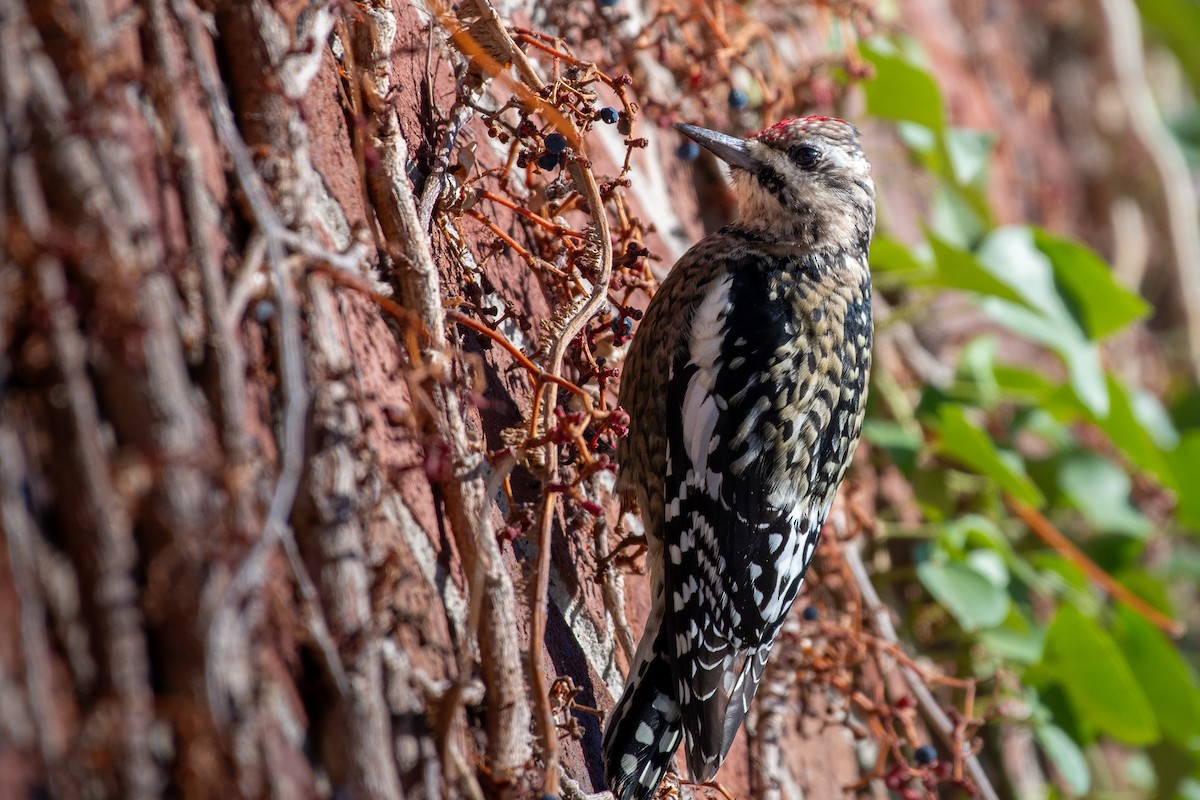 Yellow-bellied Sapsucker - ML646374212