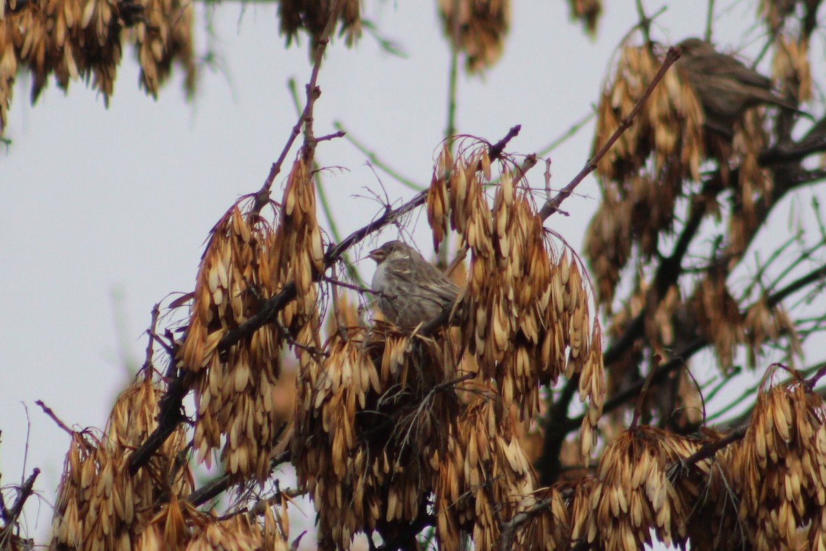 Haemorhous sp. - ML646374213